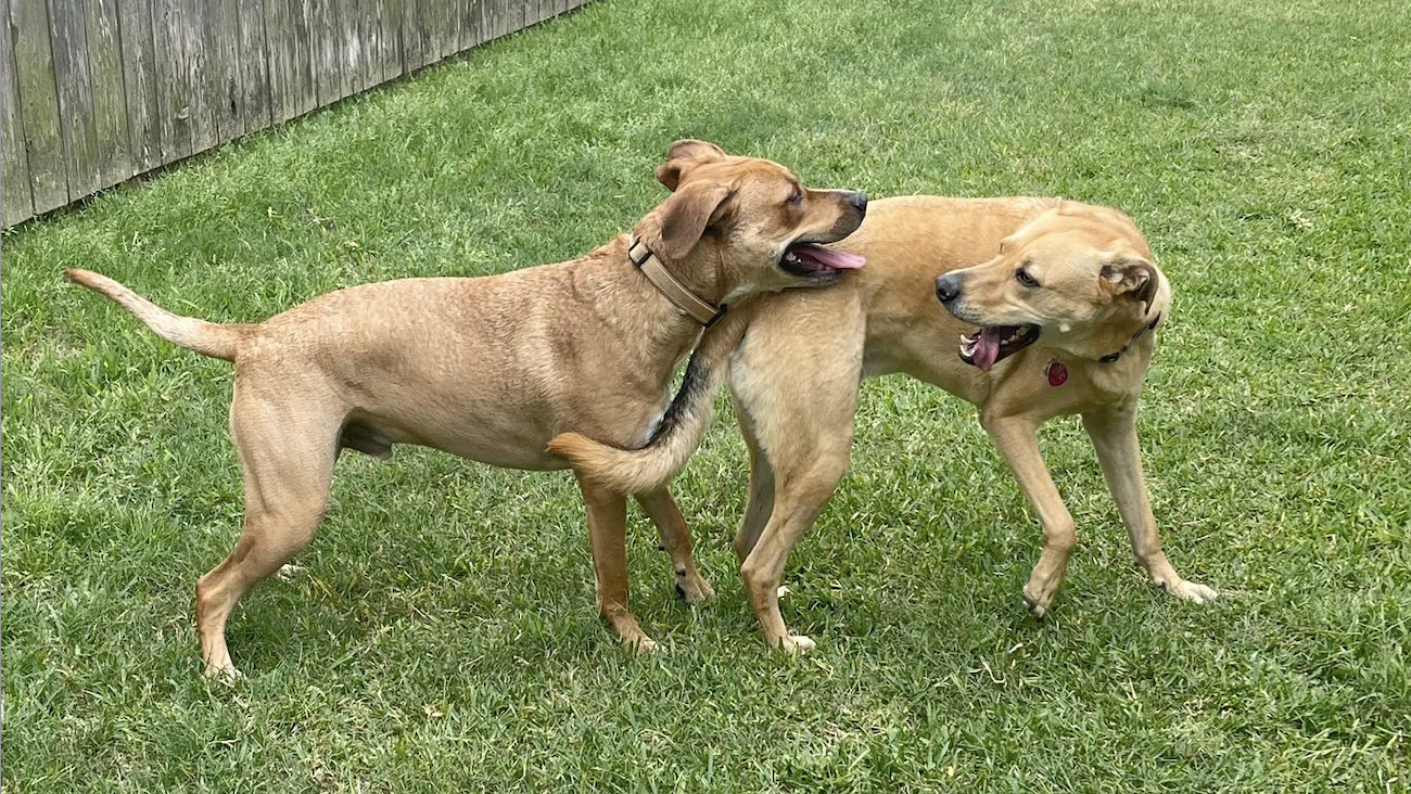 2 adorable rescue dogs playing in a yard